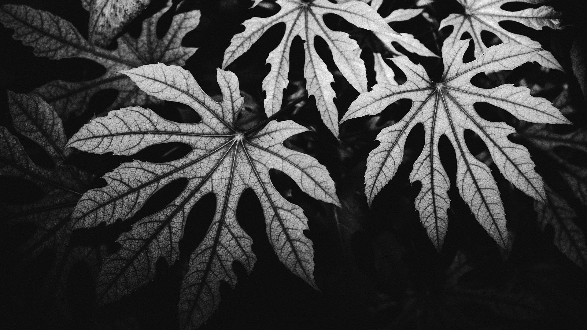 Black and white image of leaves